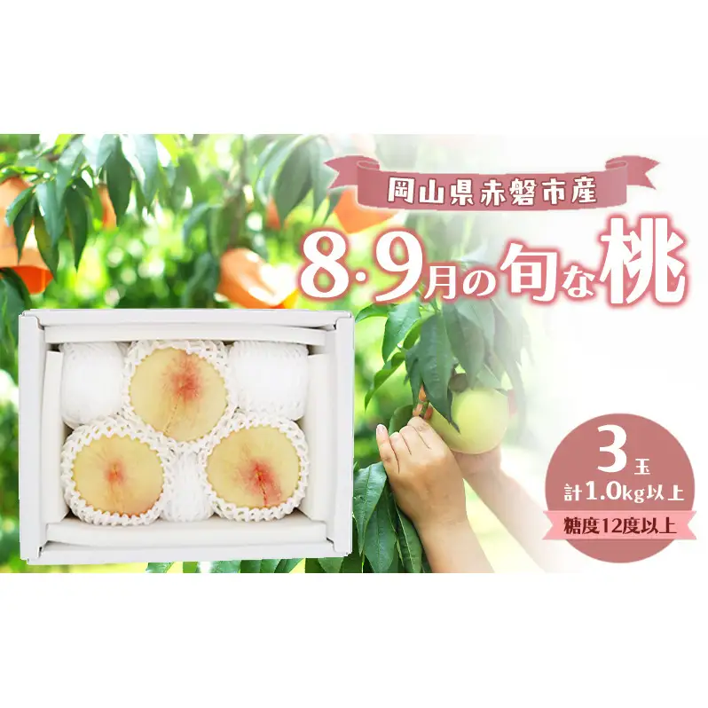 桃 2026年 数量限定 岡山の白桃 『8・9月の旬な桃』 3玉 計1.0kg以上 糖度12度以上