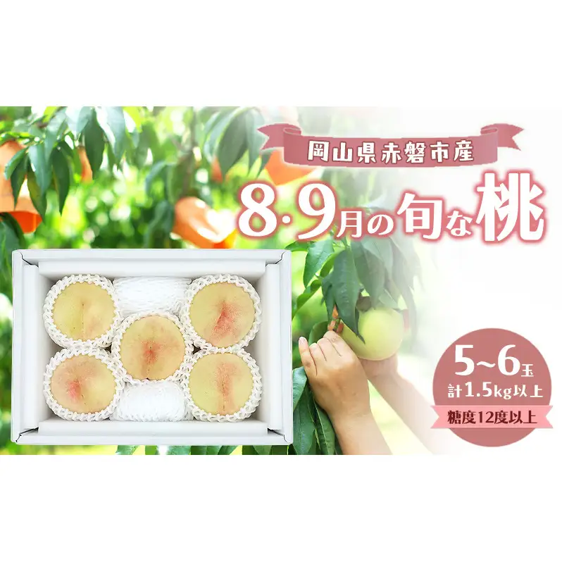 桃 2026年 数量限定 岡山の白桃 『8・9月の旬な桃』 5-6玉 計1.5kg以上 糖度12度以上