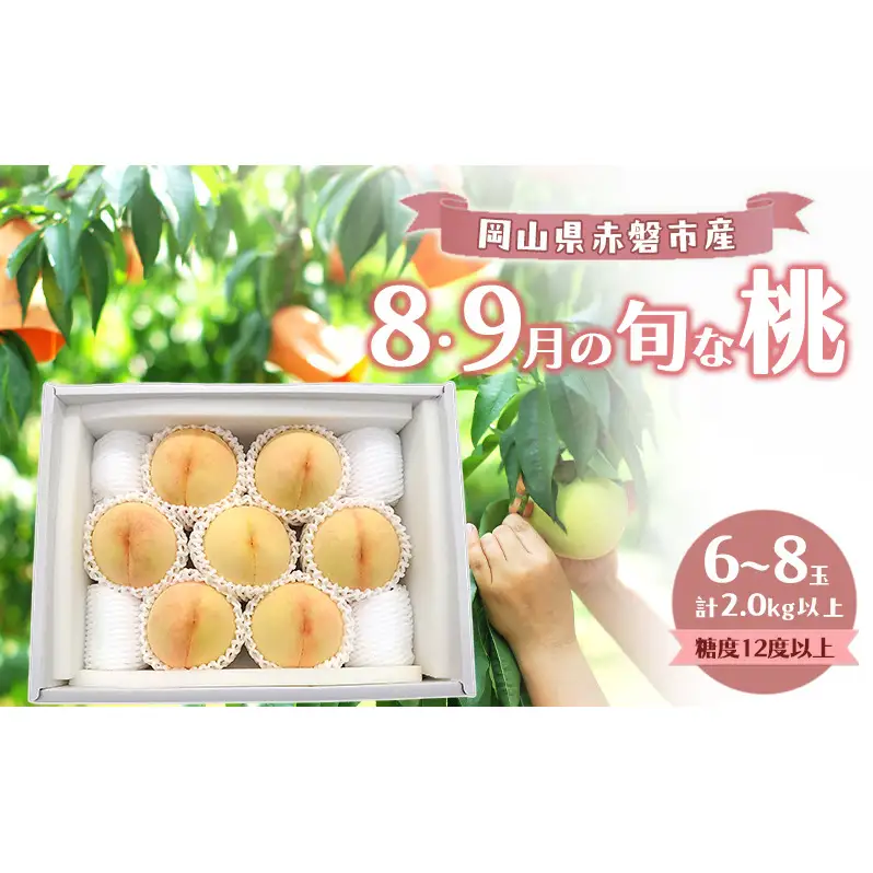 桃 2026年 数量限定 岡山の白桃 『8・9月の旬な桃』 6-8玉 計2.0kg以上 糖度12度以上