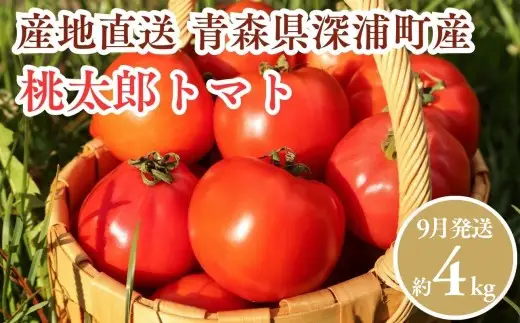【9月発送】青森県産 桃太郎 トマト 約4kg 20玉前後 [fu-0022-002-09]