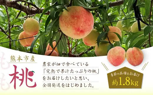 熊本市産 桃 約1.8kg 季節の品種をお届け【2026年5月下旬～7月上旬発送開始】 果物 フルーツ モモ