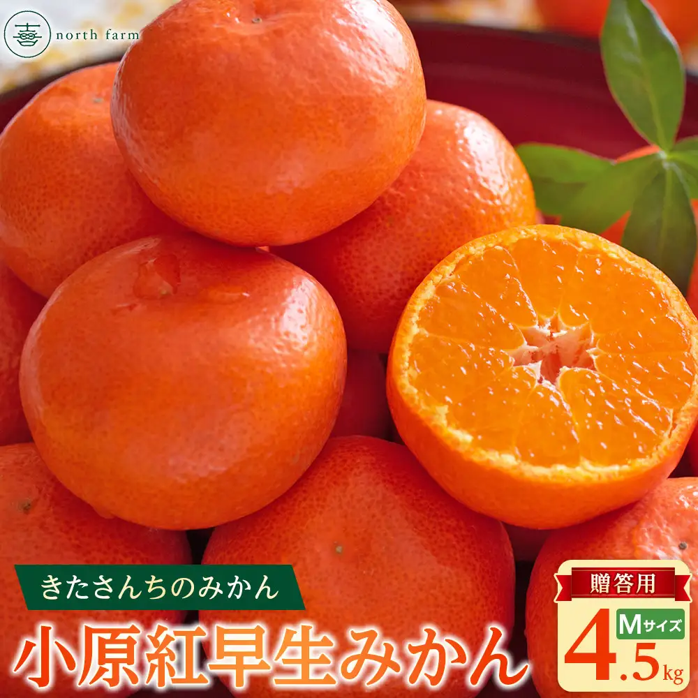 【先行予約】きたさんちのみかん　小原紅早生みかん4.5kg【秀品】（Mサイズ）【12月上旬発送】