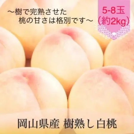 岡山県産 樹熟し白桃 5-8玉(約2kg)【配送不可地域：離島】【1735328】