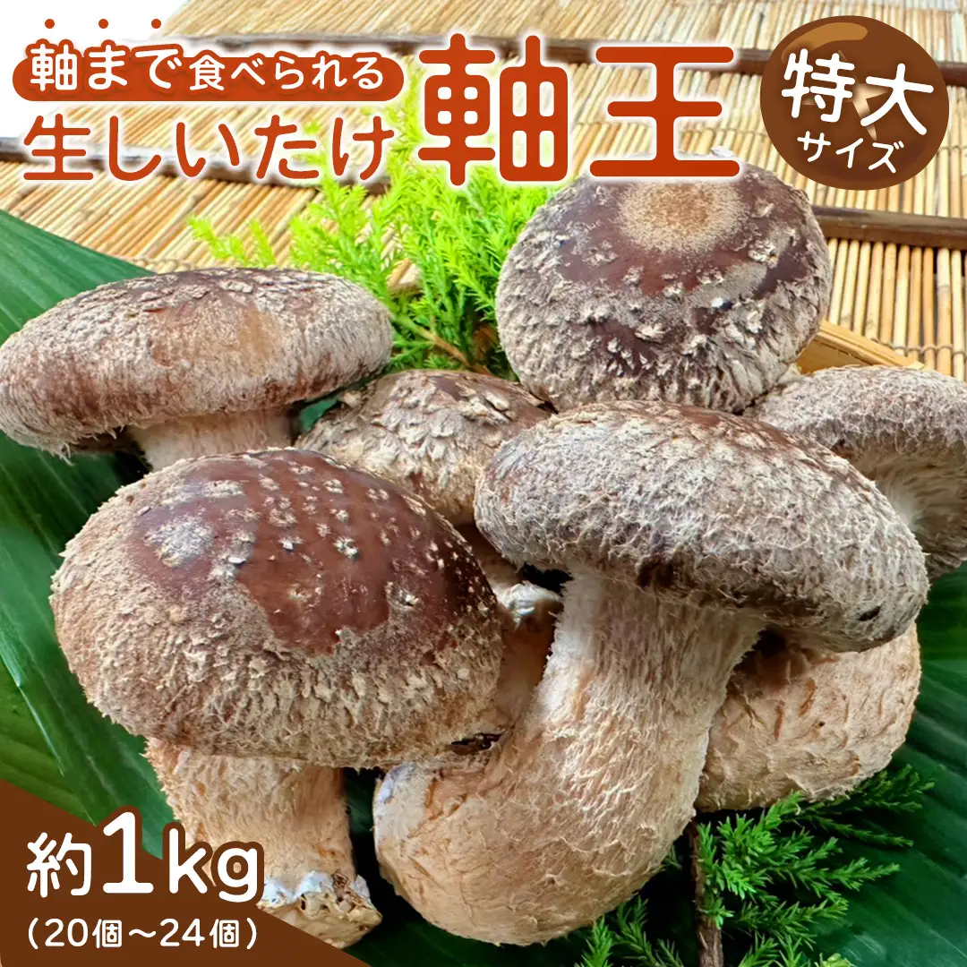 産地直送！軸まで美味しい『軸王しいたけ』特大サイズ 約1kg (約20〜24個)