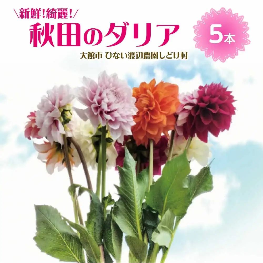 新鮮！綺麗！秋田のダリア〈5本〉　45P7805