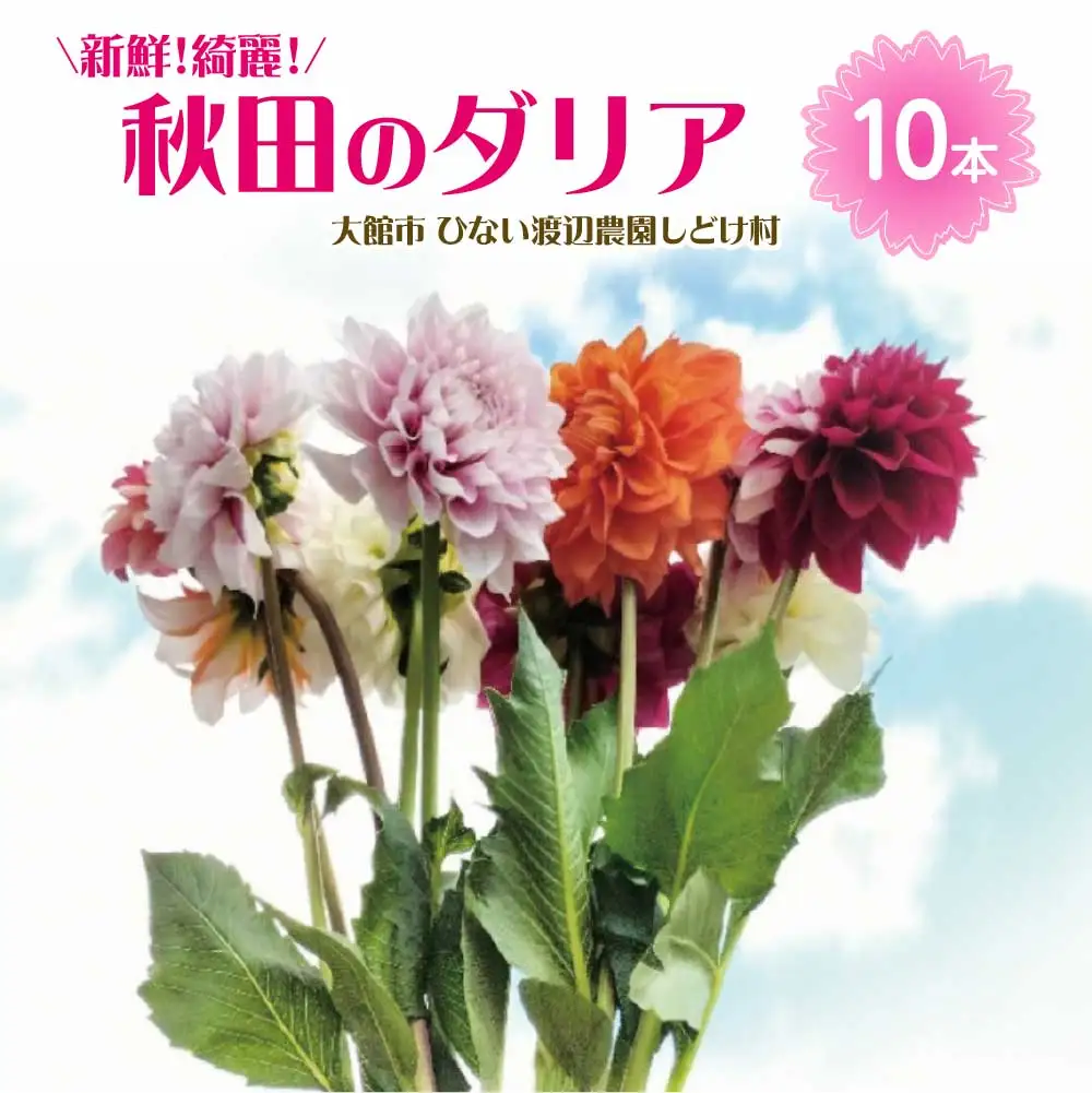 新鮮！綺麗！秋田のダリア〈10本〉　90P7806