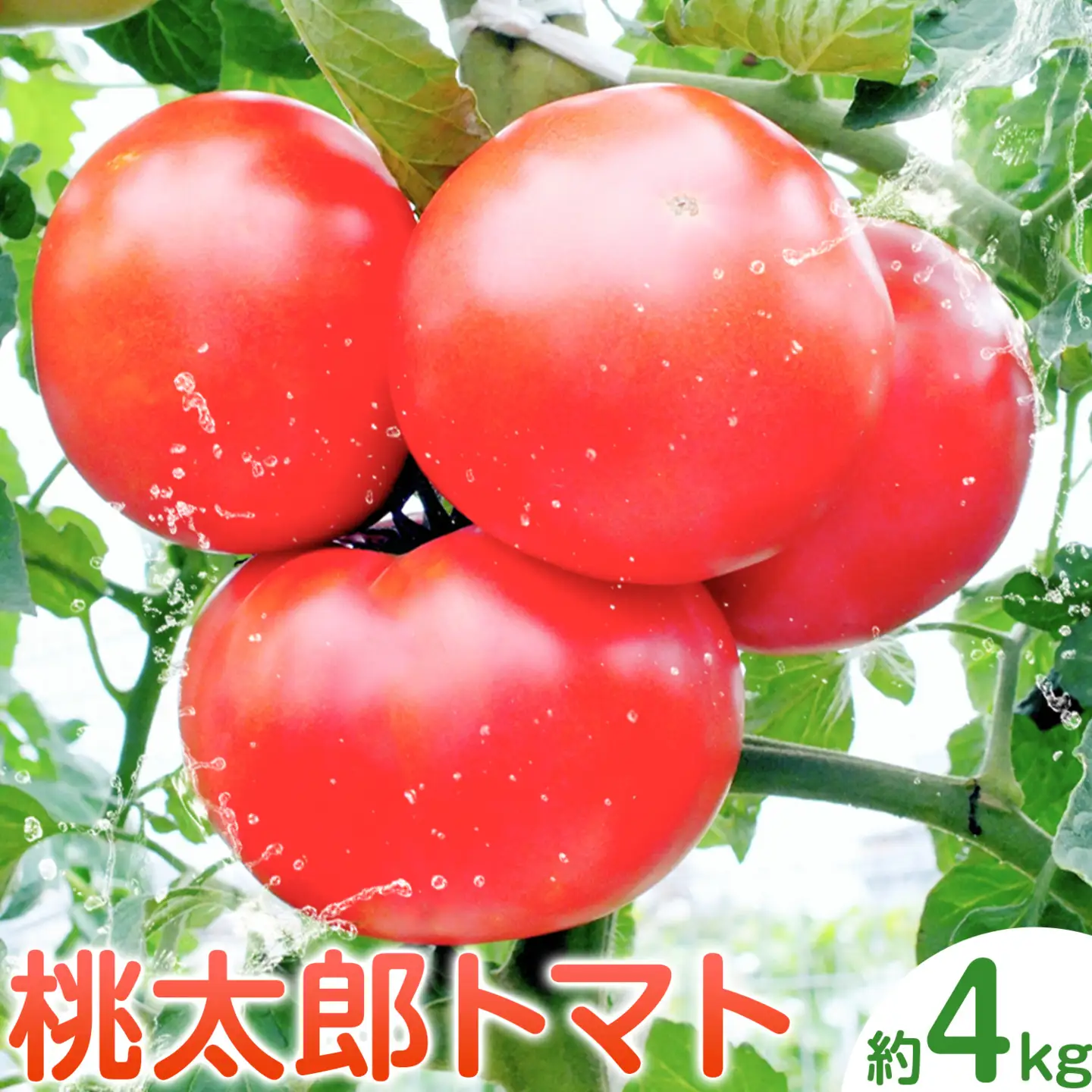 トマト 栃木県 野木町産 トマト 桃太郎 約4kg 秋山農園《3月上旬-7月上旬頃出荷予定》