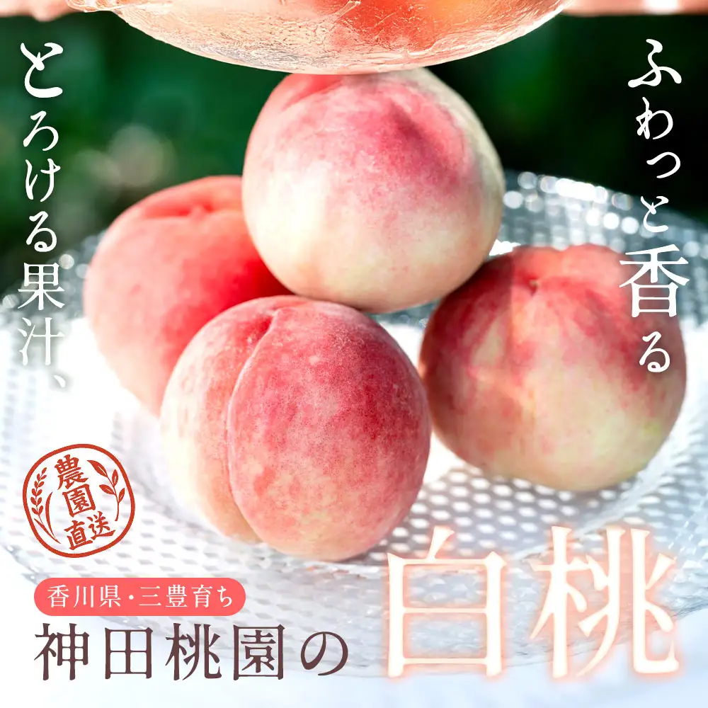 【ふるさと納税】 桃 産地直送 「神田桃園の白桃」 約3kg  [ フルーツ 名産品 桃 もも モモ 白桃 果物 くだもの お取り寄せグルメ 三豊市 20000 20, 返礼品 神田桃園 ] ※配送不可地域：北海道・沖縄県・離島