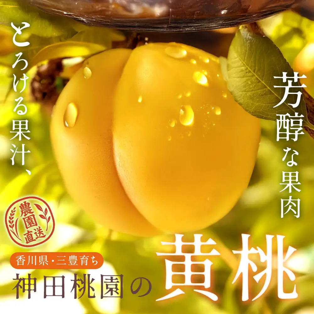 【ふるさと納税】 桃 産地直送 「神田桃園の黄桃」 約3kg  [ フルーツ 名産品 桃 もも モモ 黄桃 果物 くだもの お取り寄せグルメ 三豊市 20000 20, 返礼品 神田桃園 ] ※配送不可地域：北海道・沖縄県・離島