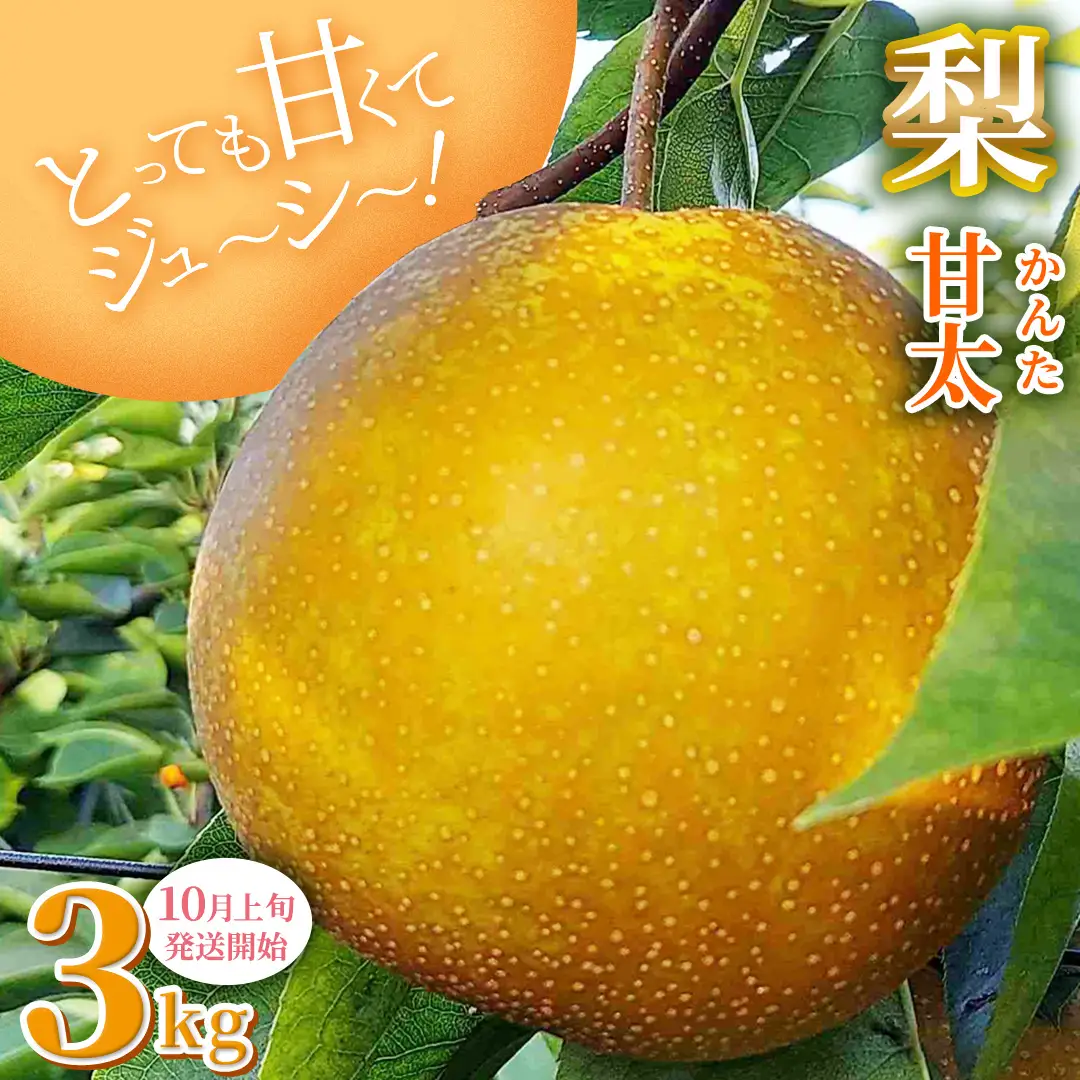 梨 とっても甘くて ジューシー 甘太 3kg【10月上旬発送開始】