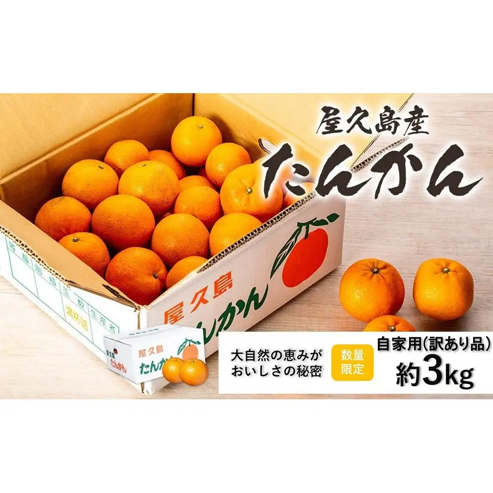 ＜先行予約／数量限定＞屋久島産たんかん 自家用(訳あり品) 約3kg(S～2Lサイズ・少々キズあり)【2027年2月中旬以降お届け】