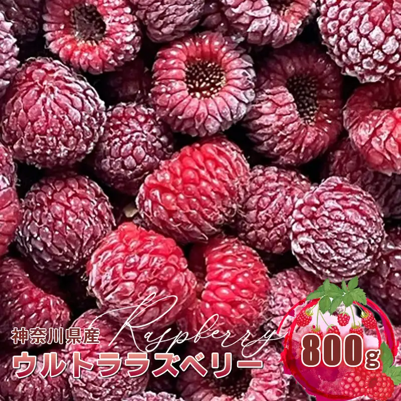 神奈川県産ウルトララズベリー800ｇ　〈出荷時期：2026年6月2日出荷開始～2026年6月20日出荷終了（予定）〉【 ラズベリー 神奈川県 山北町 】
