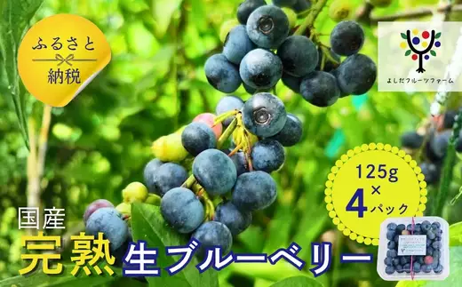 【2026年6月中旬～順次発送】国産 生ブルーベリー 500g (125g×4パック)品種おまかせ
