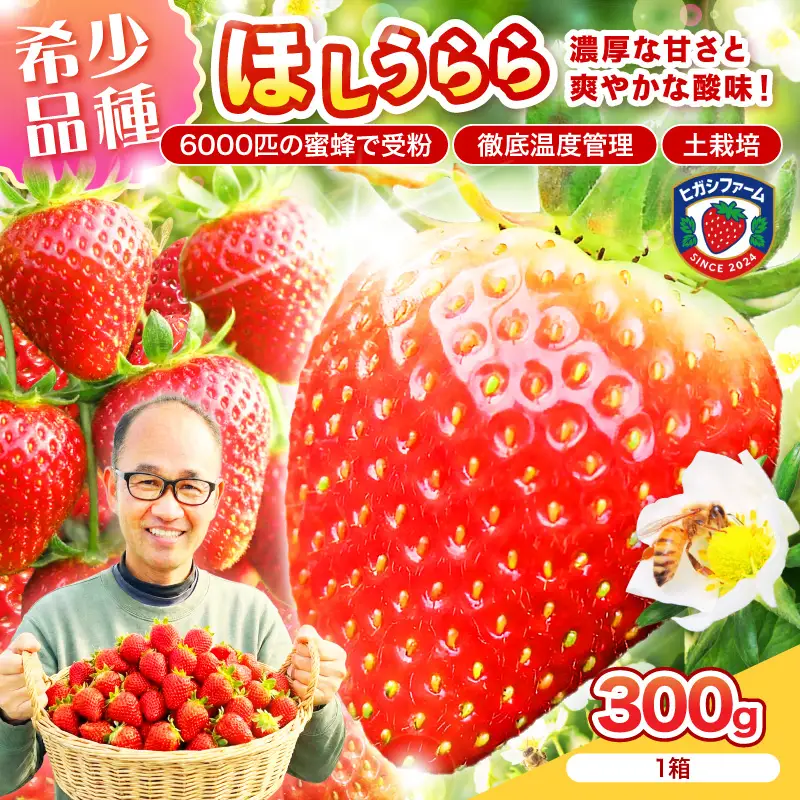 【2027年1月～5月発送予定】【糖度12〜15度の希少品種】いちご ほしうらら 約300g（約300g×1パック×1箱）【配送不可地域：北海道・沖縄・離島】【121E-002-2027】