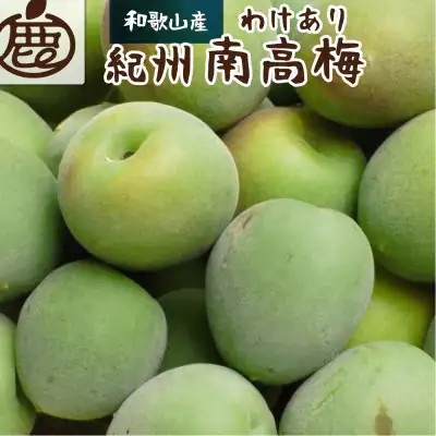 家庭用 青梅  南高梅 10kg+250g / 梅 梅シロップ 梅酒 梅干し 和歌山 紀州 ※2026年5月下旬～7月上旬に順次発送予定 ※北海道・沖縄・離島への配送不可 【ikd508-c-10H】