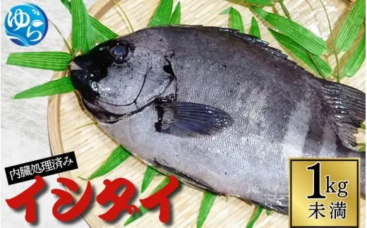 イシダイ 内臓処理済み1kg未満（1匹） /  石鯛 魚 お魚 さかな 食品 海の幸 海鮮 カイセン 塩焼き 煮付け 内臓処理済み 冷蔵 海鮮類 焼き魚 和歌山県 由良町 【skmn020B】