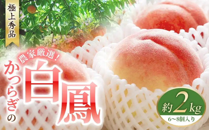  桃 白桃 約2kg 6～8個 【2026年6月末頃より順次発送】  【BK012-kgr009A】