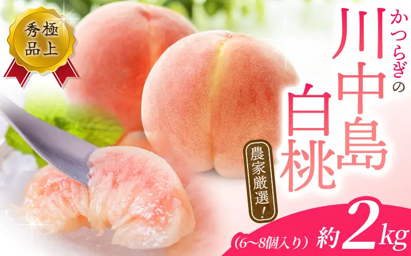 【先行予約】川中島白桃　約2kg 6～8個入【2026年7月末頃から順次発送】【秀品】こだわり農家厳選  桃の王様！  【BK013-kgr011A】