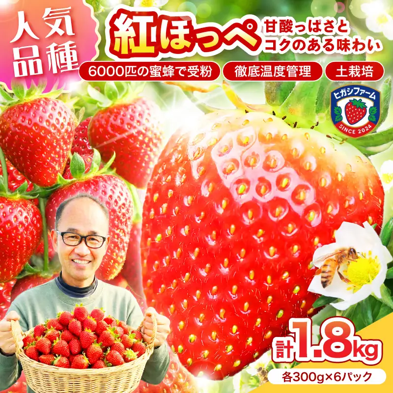 【2027年1月～5月発送予定】【いちご本来の甘酸っぱさを味わう】定番人気 紅ほっぺ 約1.8kg（約300g×2パック×3箱）【配送不可地域：北海道・沖縄・離島】【121C-010-2027】