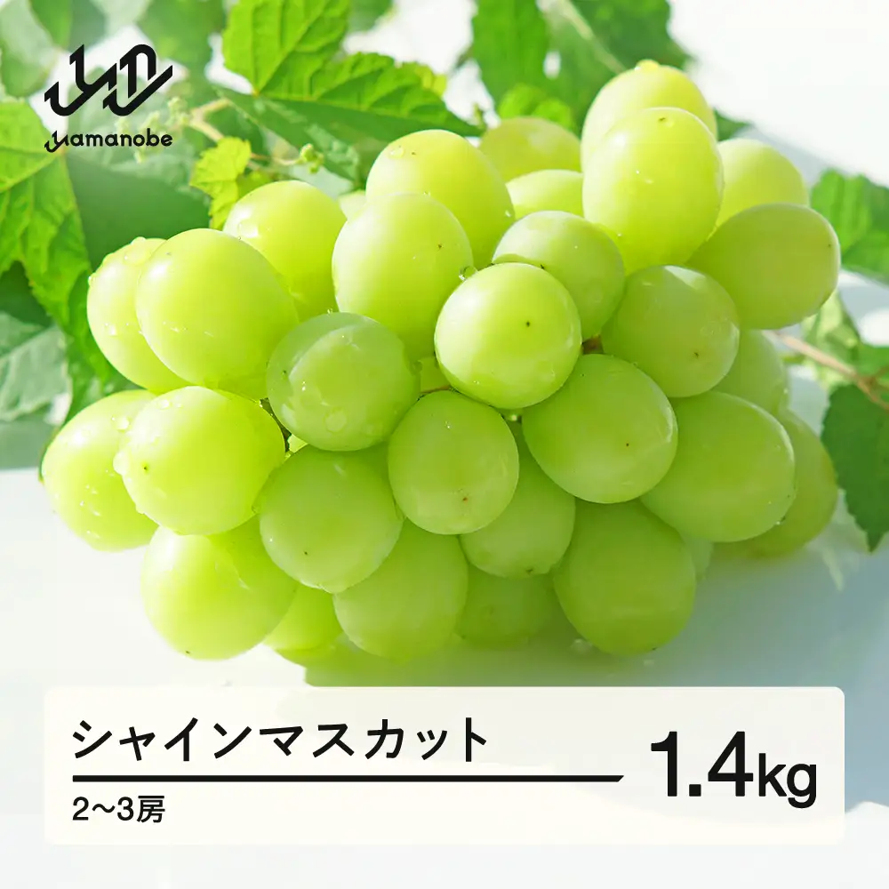 【先行予約】シャインマスカット ぶどう 約1.4kg 2~3房 令和8年産 2026年産 果物 ※沖縄・離島への配送不可 mm-busmx3