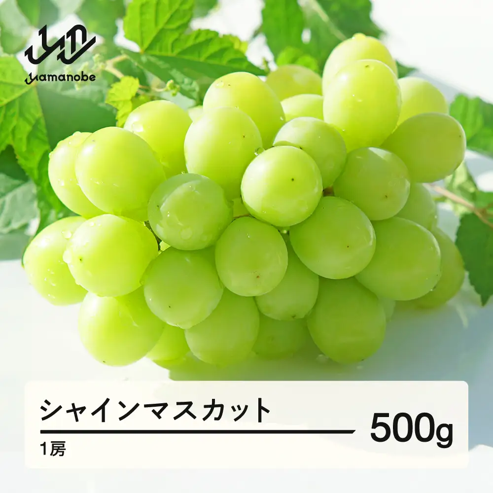 【先行予約】シャインマスカット 秀品 500g 令和8年産 2026年産 果物 ※沖縄・離島への配送不可 mm-busmx1