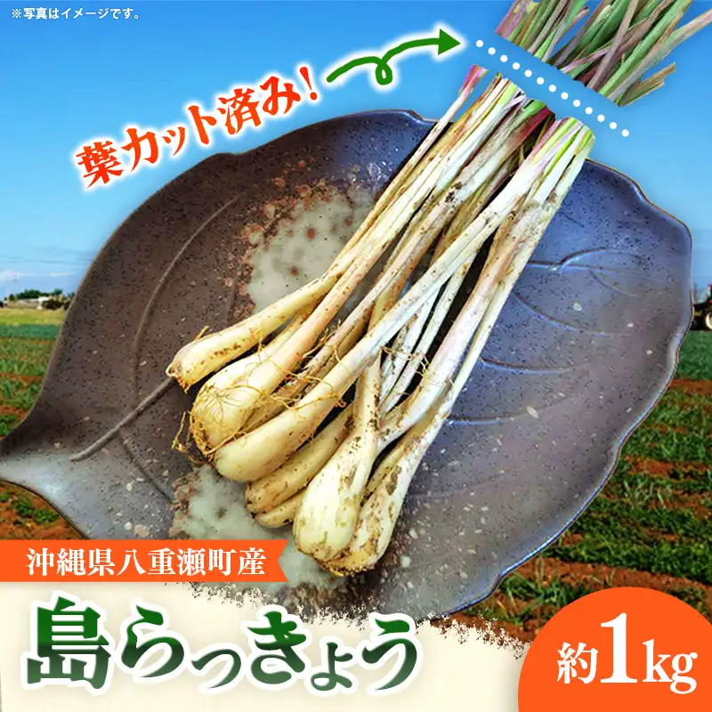 【先行受付】【2026年発送】沖縄県八重瀬町産 葉切り落とし 島らっきょう約1kg - 生らっきょう 国産 甘酢漬け 漬物 天ぷら チャンプルー 有機栽培 おすすめ 送料無料