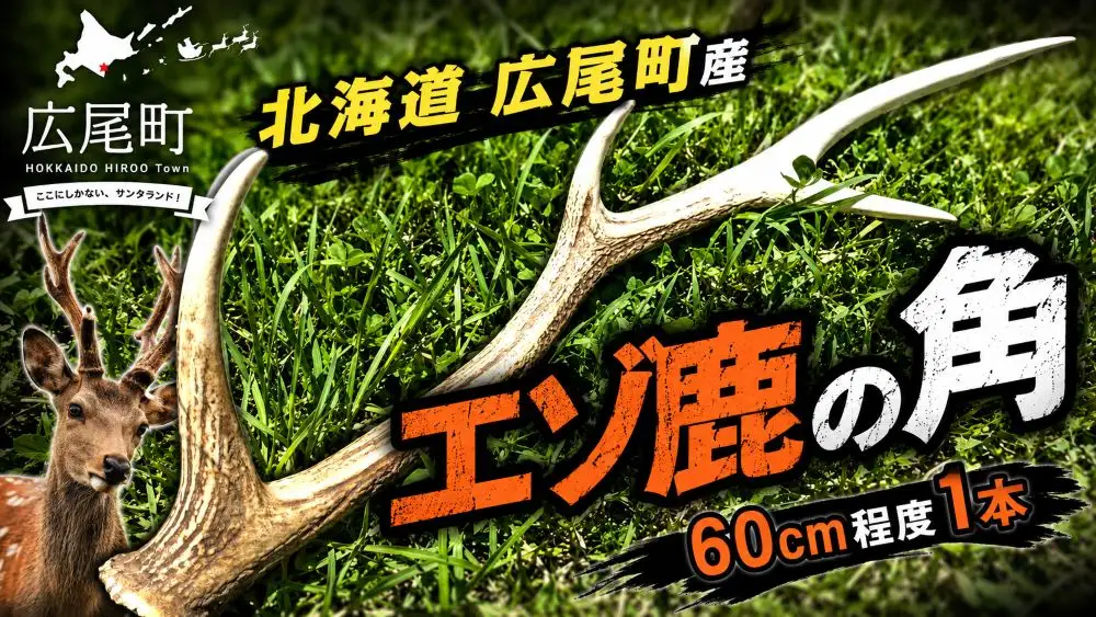 エゾ鹿の角　１本（60cm程度）【エゾシカ　えぞしか　シカの角　鹿角　クラフト　インテリア　狩猟】(0124)