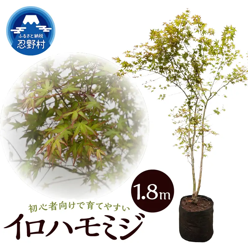 植木　イロハモミジ　1.8ｍ