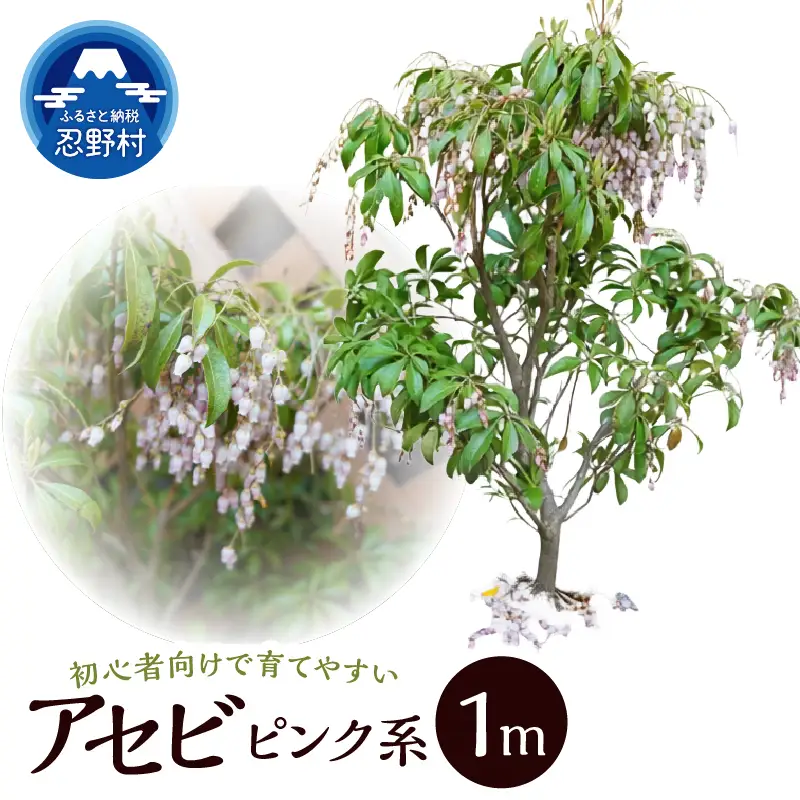 植木　アセビ　1ｍ