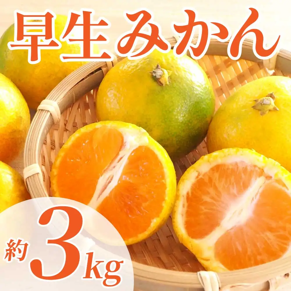 先行予約  早生みかん 約3㎏ (2S～2L)【2026年11月上旬～2026年11月下旬配送予定】