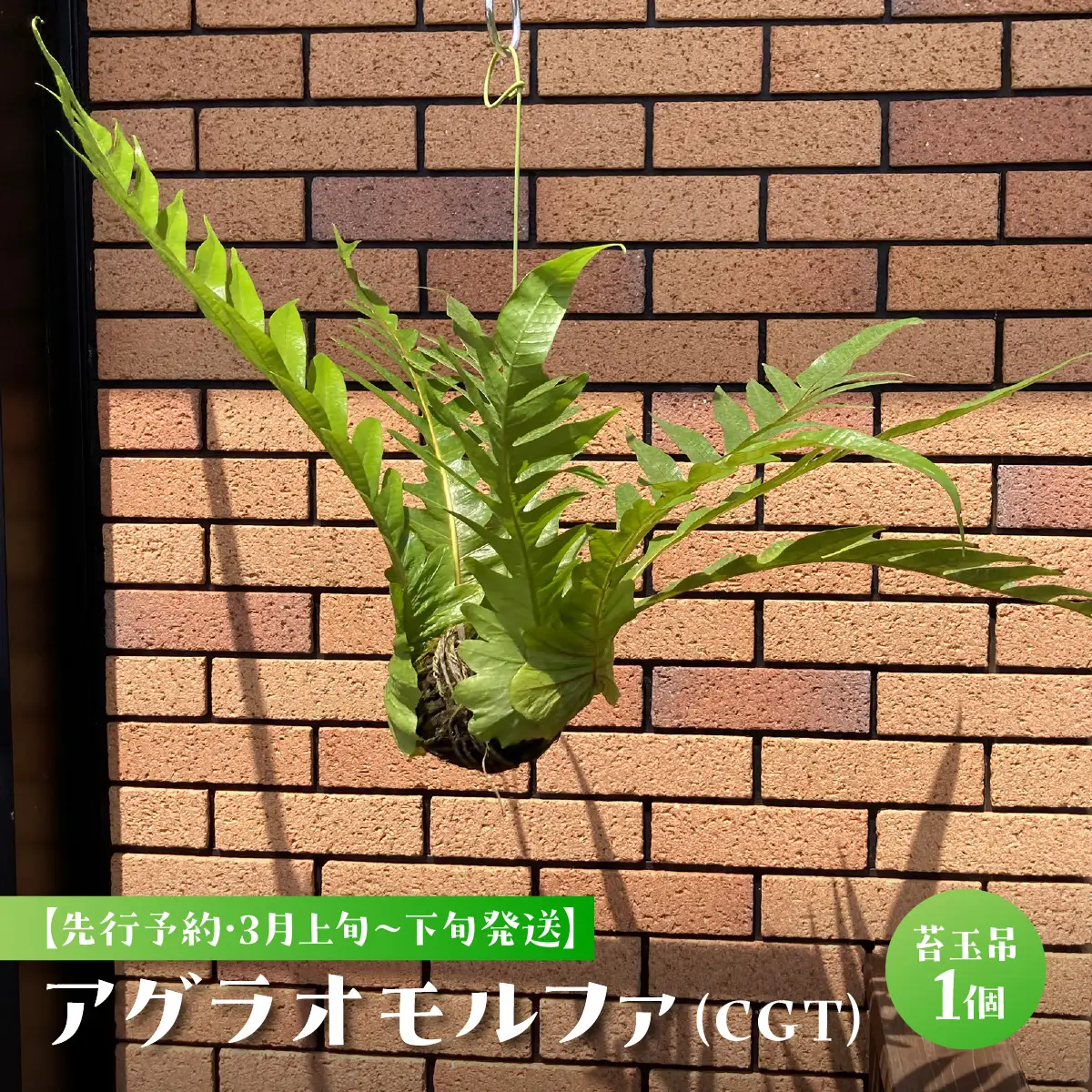 【先行予約・3月上旬～下旬発送】アグラオモルファ（CGT） SMCY001