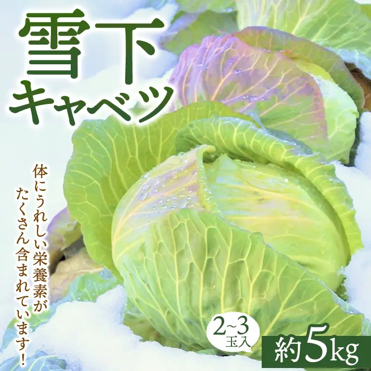 【先行予約】雪下キャベツ（2～3玉入/1箱 約5kg） | ブランド野菜 甘み 旨み 産地直送 福島県 猪苗代町 寄附額 10000 10000円 1万円 以下 以内 ※2027年1月～発送