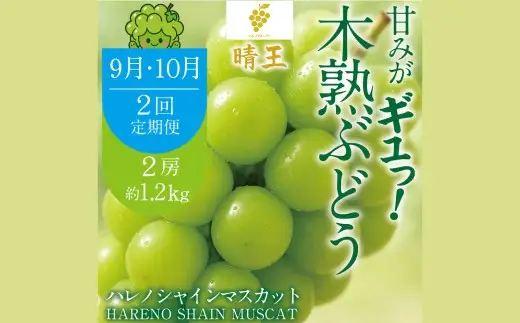【 2回定期便 】 木熟ぶどう ハレノシャイン シャインマスカット晴王 2房 合計約1.2kg 果物 くだもの 果実 フルーツ 果汁 ぶどう 葡萄 ブドウ マスカット シャインマスカット 晴王 ブランド 皮ごと 国産 岡山県産 冷蔵 【 2026年9月上旬より発送開始予定 】