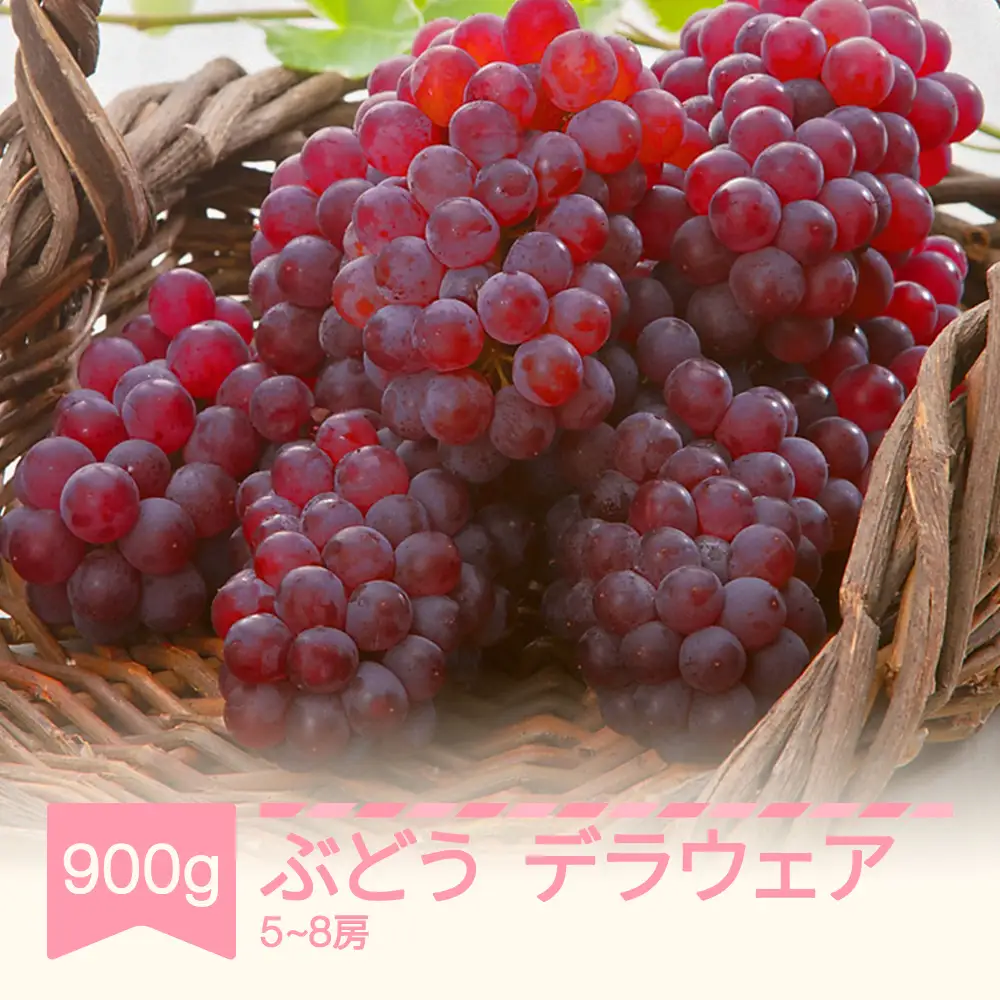 先行予約 デラウェア 約900g 令和8年産 mm-budwx900