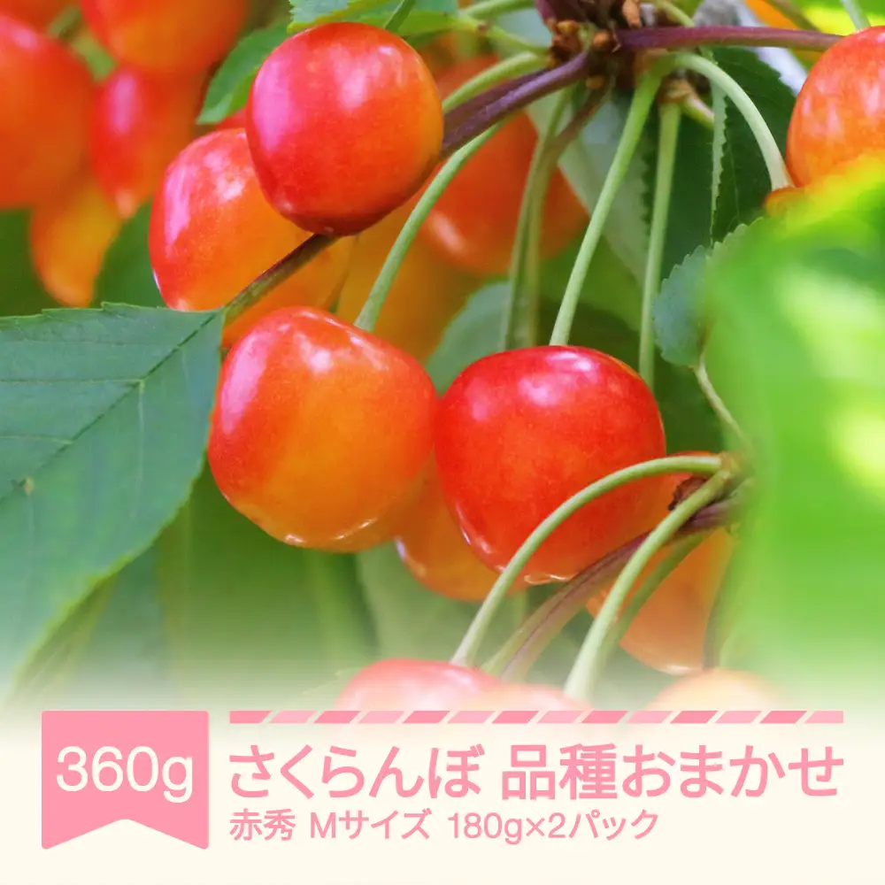 【先行予約】 さくらんぼ 品種おまかせ 赤秀 180×2パック 2026年産 mm-saoam360