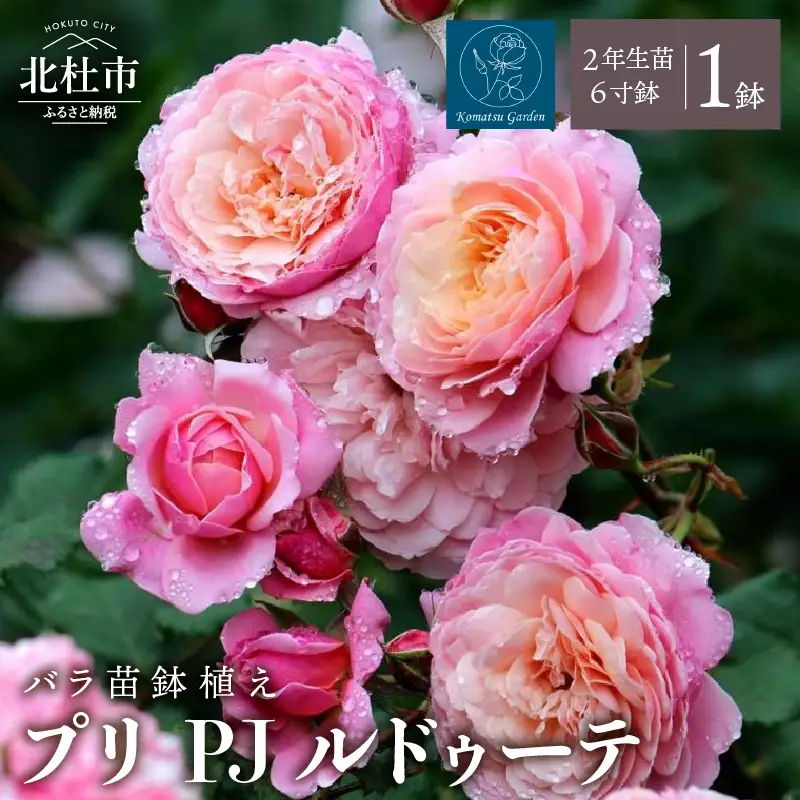 【2027年2月以降発送】バラ苗鉢植え「プリ PJ ルドゥーテ」 [h190]