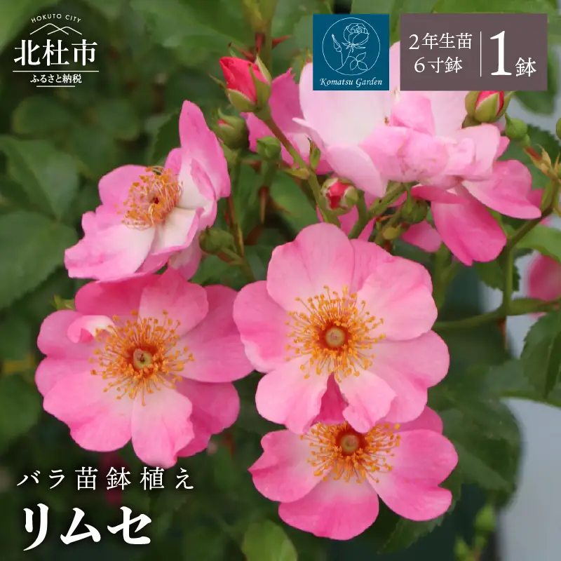 【2027年2月以降発送】バラ苗鉢植え「リムセ」 [h190]