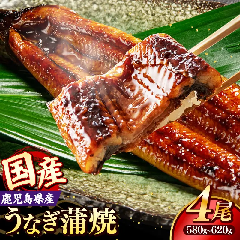 国産 うなぎ 蒲焼き（鹿児島県産） 4尾 (580〜620g) 【国産100％ 鰻 ウナギ 蒲焼 土用丑の日 丑の日 冷凍 魚介 海鮮 おかず お祝い ご褒美 贅沢 おすすめ 人気 花立山養鰻 福岡県 筑前町 HY003】