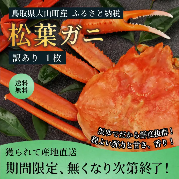 OM-31-2　【年内発送】訳あり足1本折れボイル松葉ガニ（600～700gを1枚）【土日到着限定】