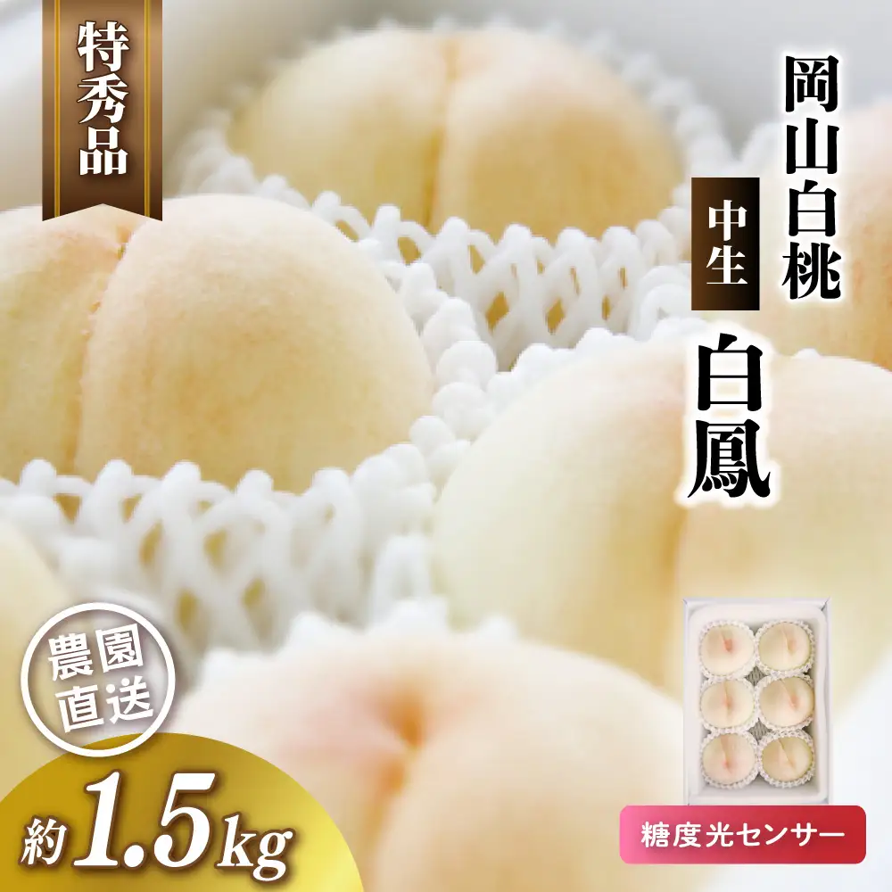 岡山白桃（中生／白鳳）特秀品 1.5kg前後 糖度センサー momo20 【配送不可地域：北海道／沖縄県／離島】 【jujy071-01】