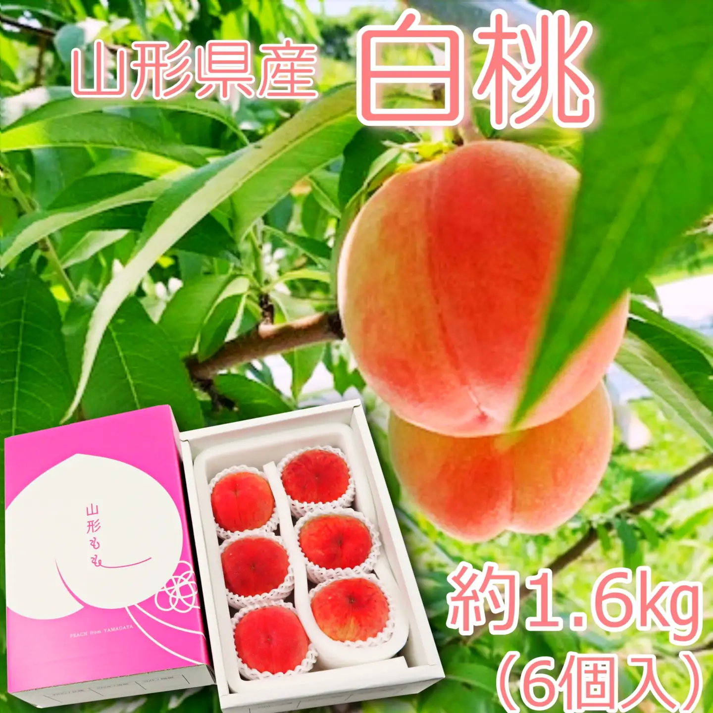 【2026年発送】山形県産 桃（品種おまかせ）約1.6kg（6個）_H249(R8)