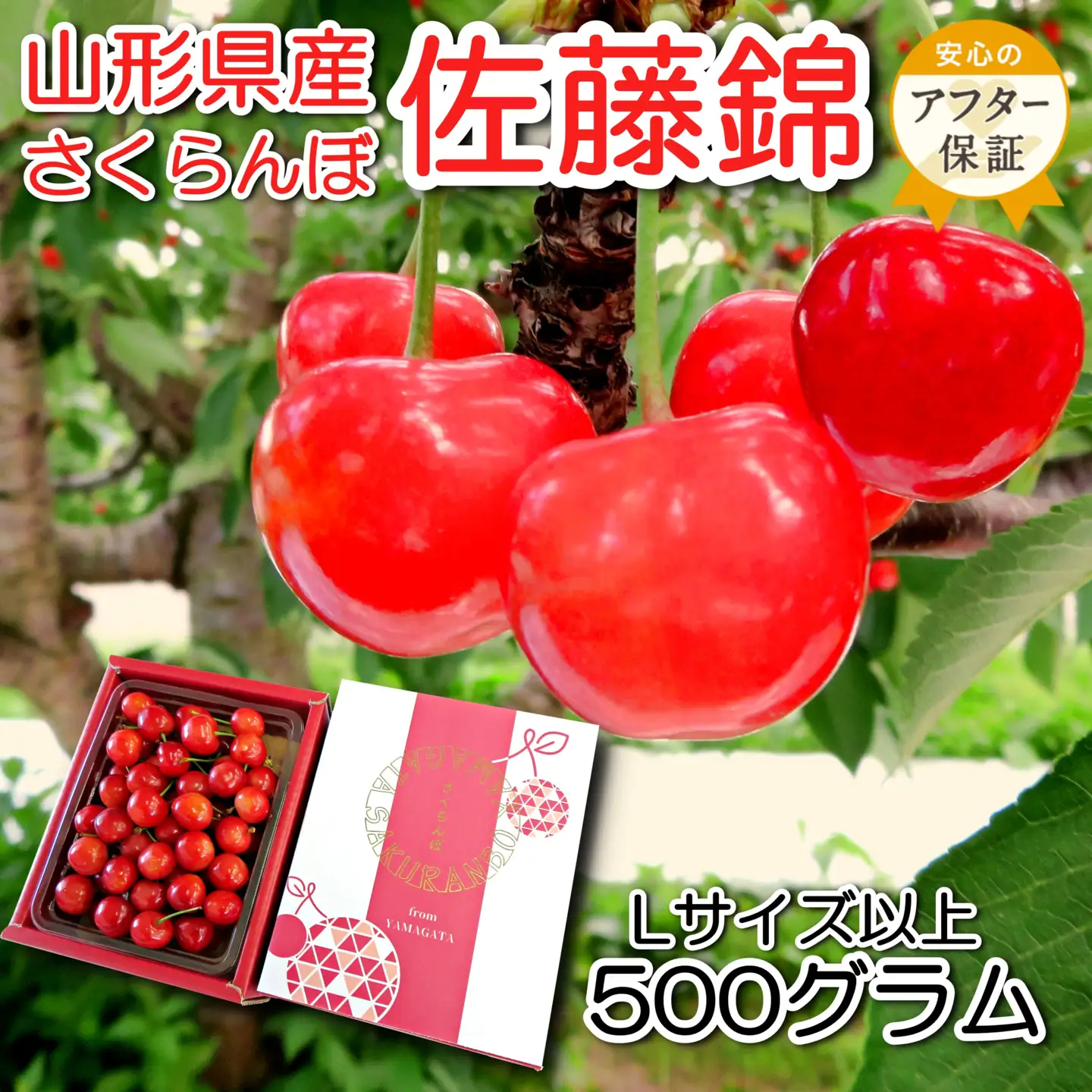【2026年発送】「秀品」さくらんぼ佐藤錦約500g（L以上・バラ詰）_H248(R8)