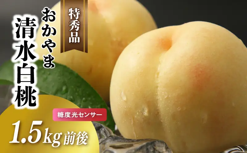 白桃 清水白桃 特秀品 1.5kg前後 糖度センサー momo27 【配送不可地域：北海道／沖縄県／離島】 【jujy072-01】