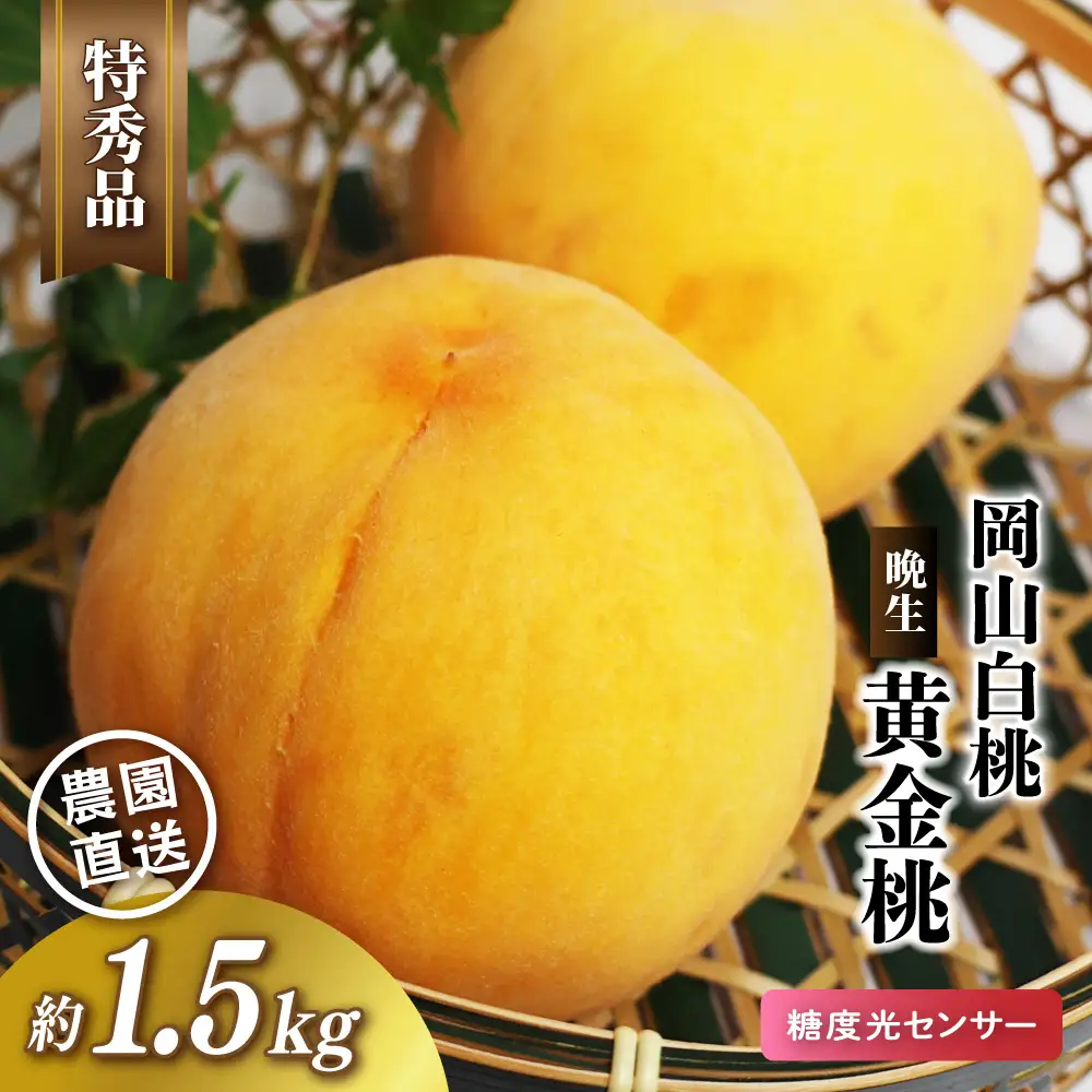 岡山白桃 （晩生／黄金桃） 特秀品 1.5kg前後 糖度センサー momo68 【配送不可地域：北海道／沖縄県／離島】 【jujy075-02】