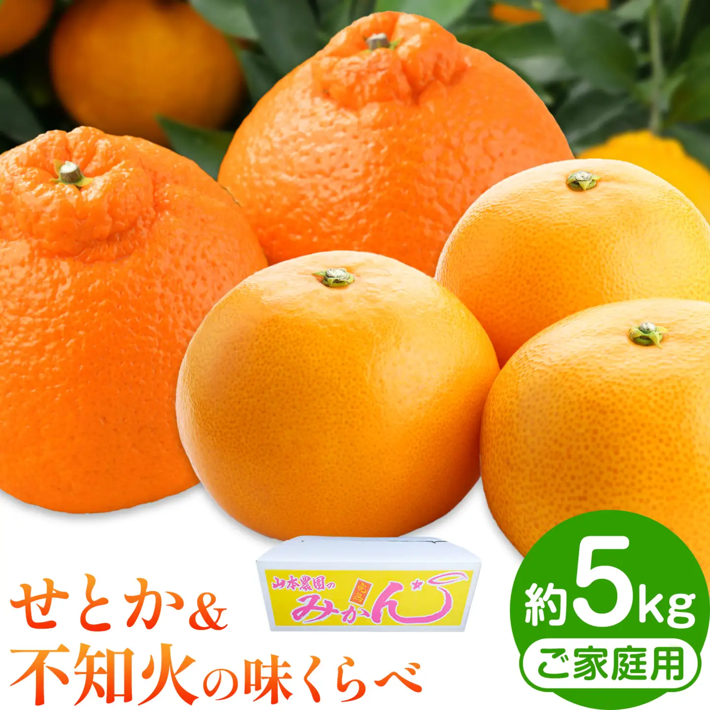 せとか&不知火の味くらべ 約5kg