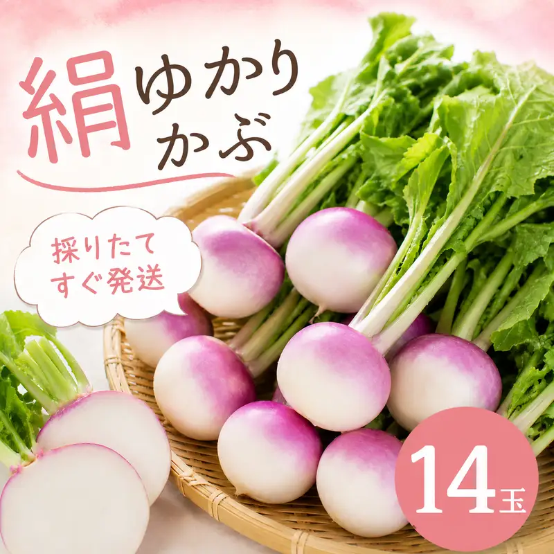 【先行予約  国産 かぶ】 国産 かぶ 蕪 カブ 絹ゆかりかぶ 紫かぶ 丸新柴本製茶 静岡 県 牧之原市