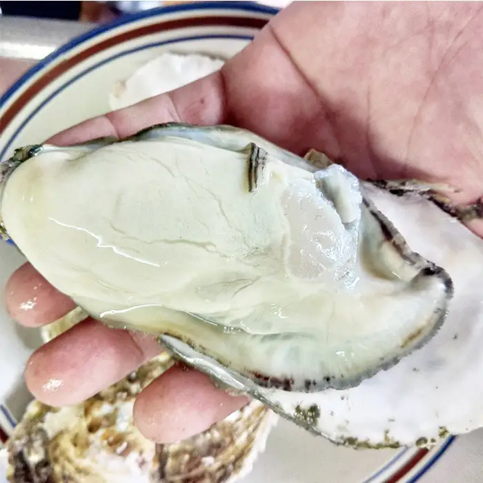 松島牡蠣屋 冷凍牡蠣（生食用） 1kg 生牡蠣 宮城県産 牡蛎 牡蠣 カキ オイスター カキフライ 牡蠣鍋 海鮮 国産 魚貝類 急速冷凍 【菊地水産合同会社】ta625