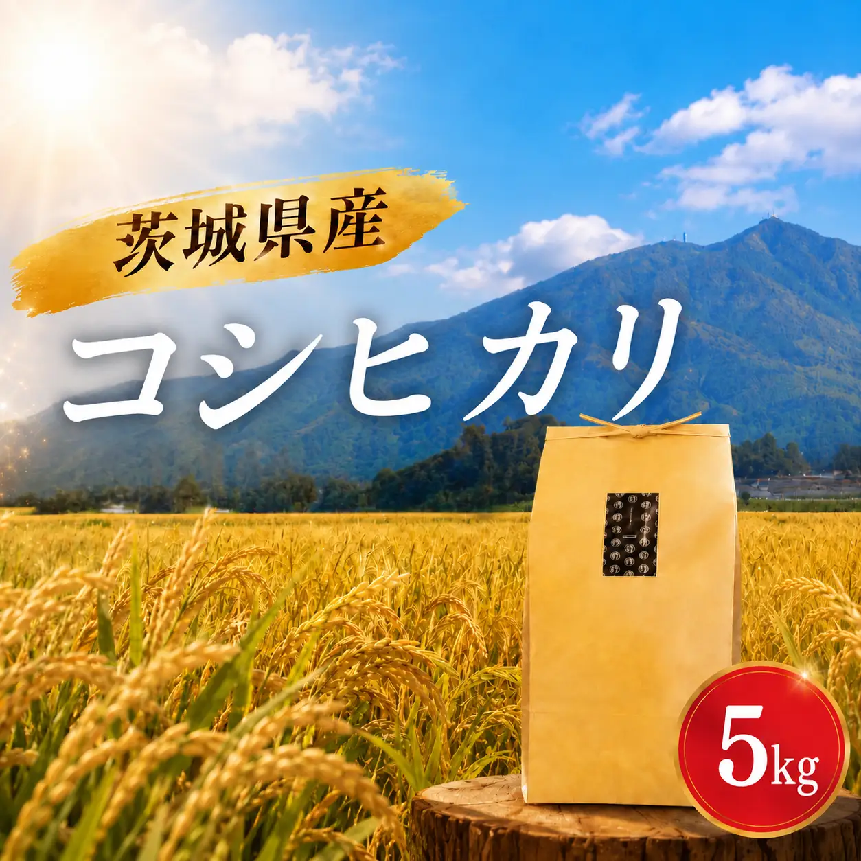 コシヒカリ 5kg 精米 令和7年産 こしひかり