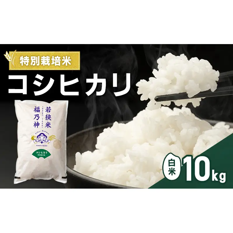 令和8年産 特別栽培米 コシヒカリ 10kg（白米） 米 お米 こしひかり 若狭町