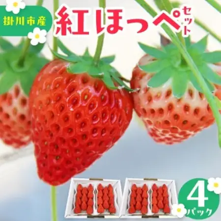 【先行受付2027年発送】紅ほっぺセット(4パック約1040g)甘さと酸味がほどよく爽やかないちご【配送不可地域：離島・北海道・沖縄県・四国・九州】【1676900】